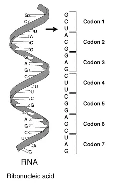 RNA codon