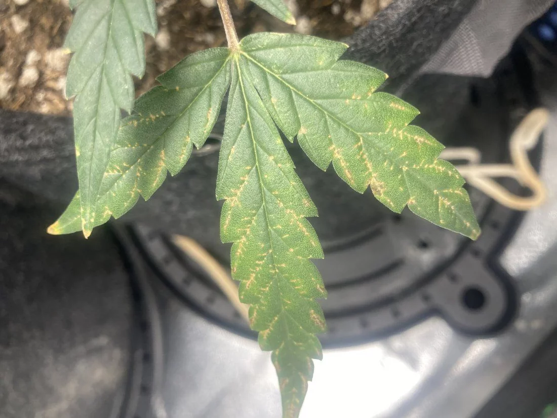 Rusty dirty looking leaves  what is this 4
