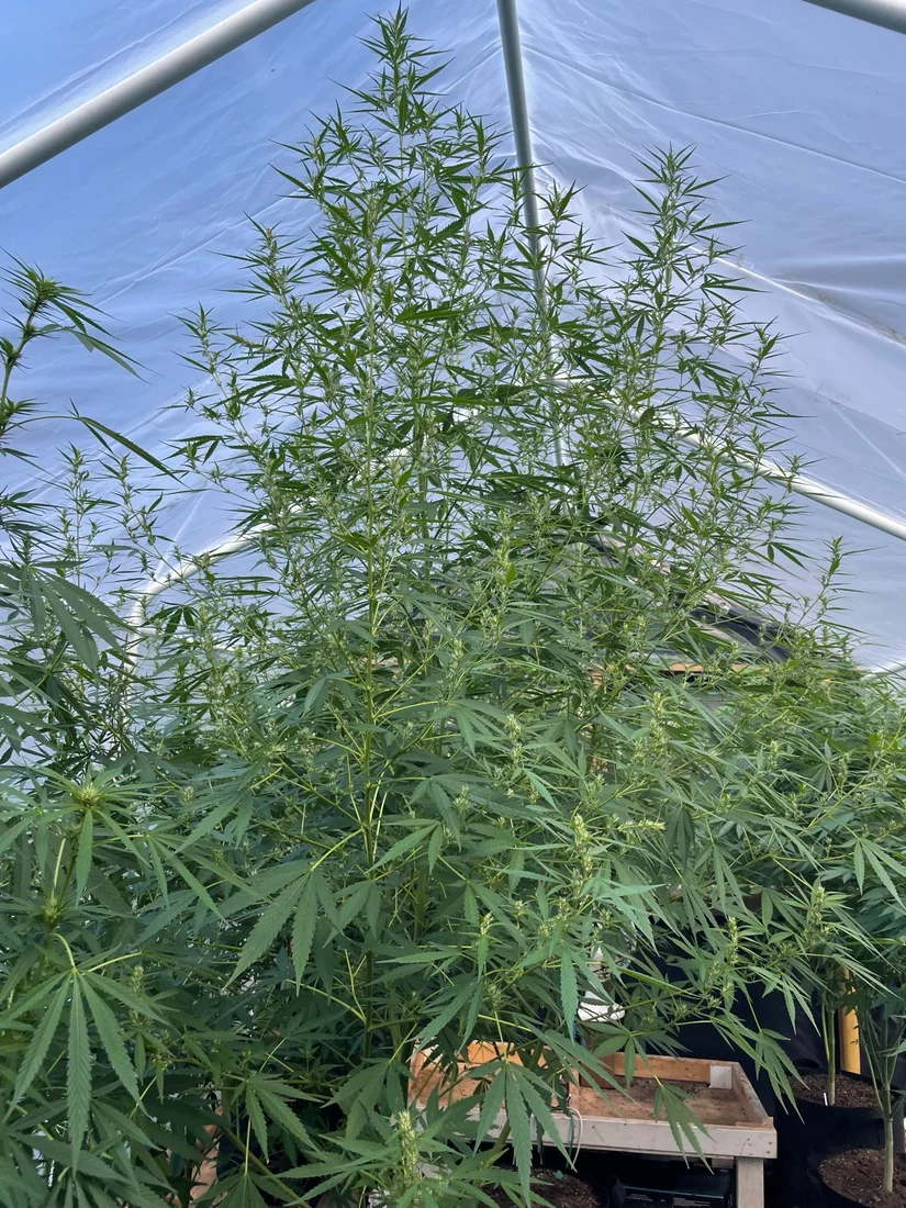 Sativas in greenhouse almost 10 ft tall 4