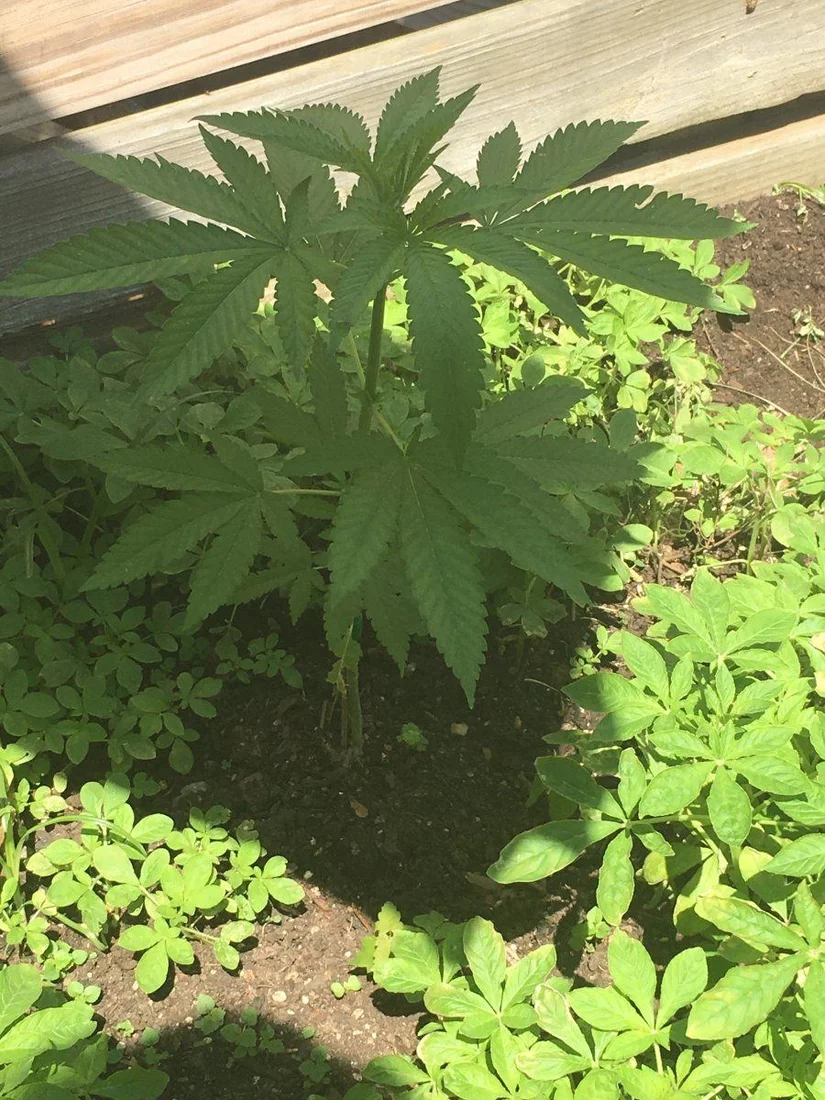 Second year outside grow starts