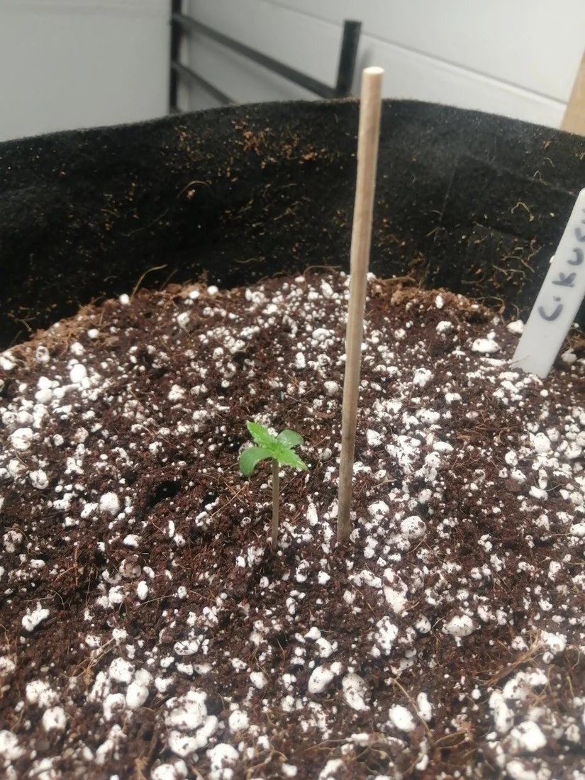Seedling staying hunched and not growing 2
