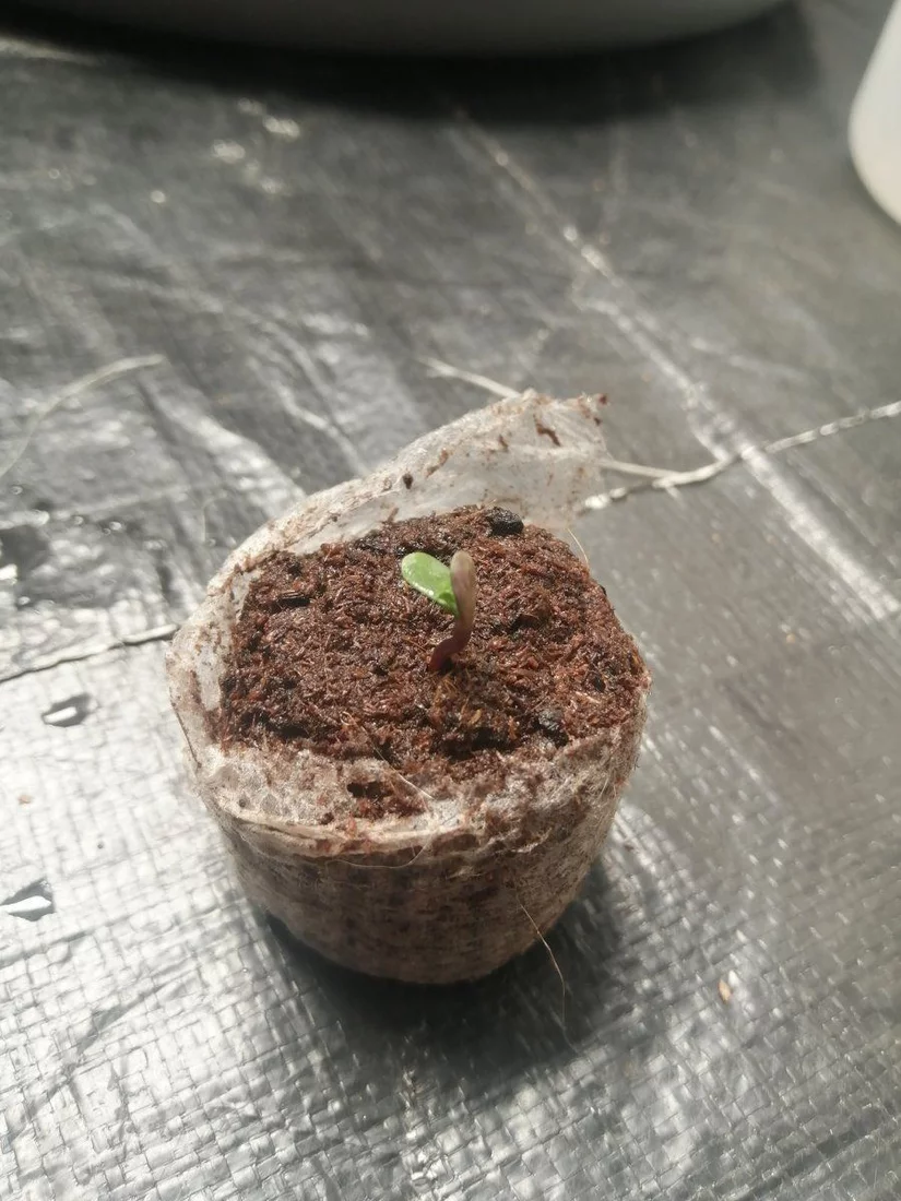 Seedling staying hunched and not growing