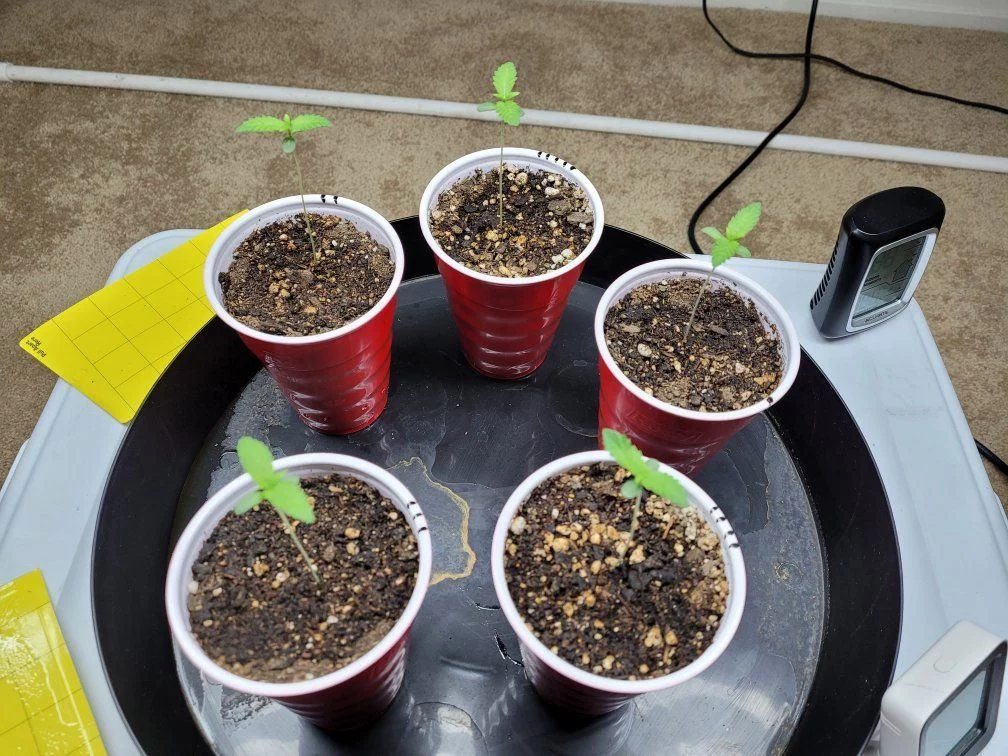 Seedlings3