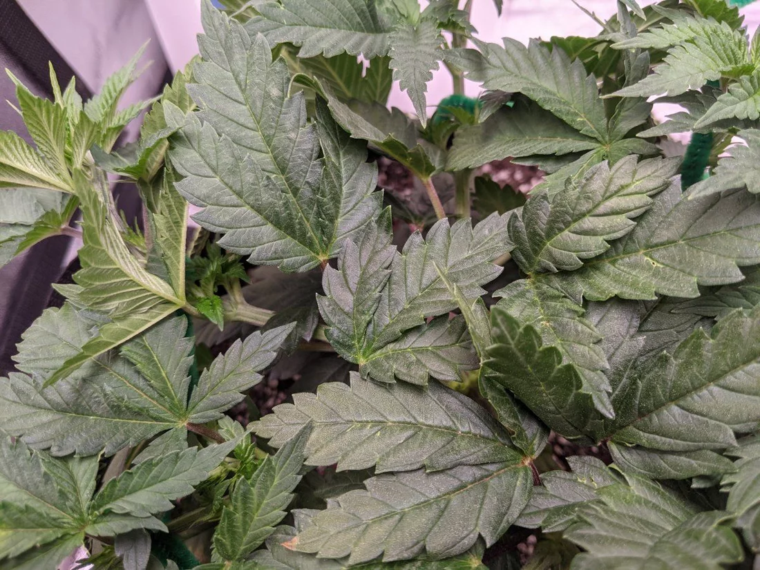 Slow growth funky leaves on lsd strain 2