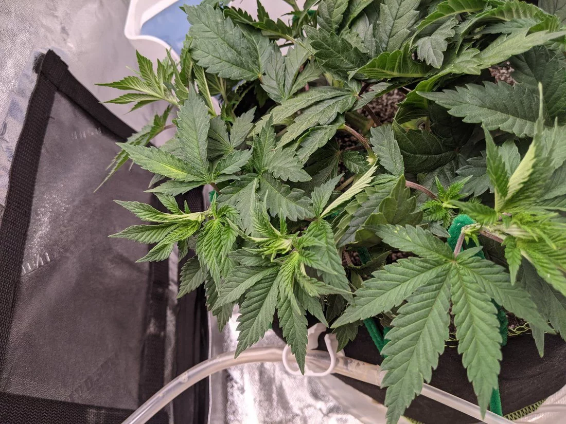 Slow growth funky leaves on lsd strain 3