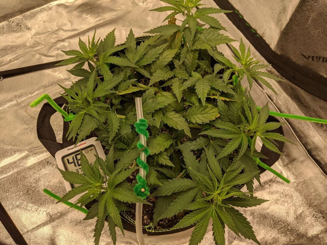 Slow growth funky leaves on lsd strain 5