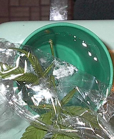 Smokinravs simple water cloning method