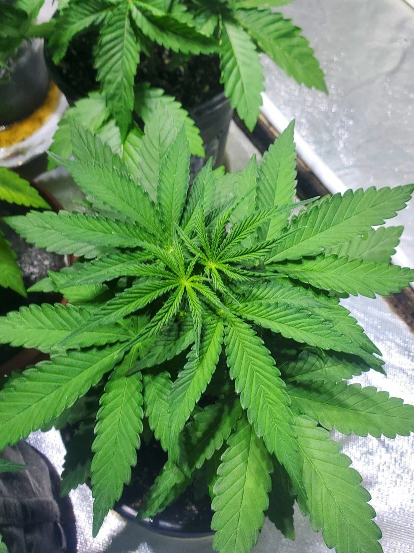 So heres my 2nd real grow looking good 6
