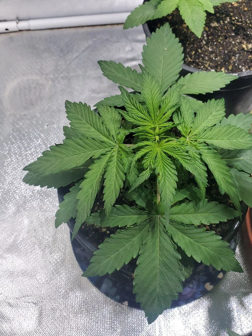 So heres my 2nd real grow looking good 7