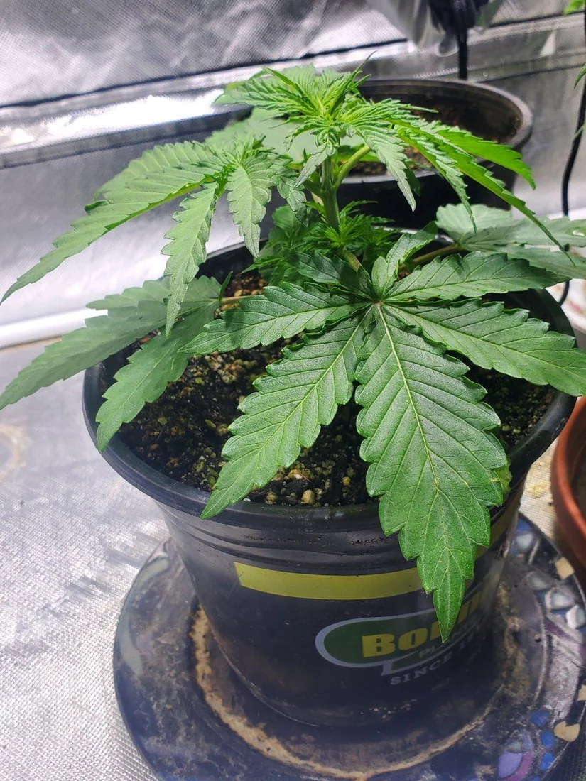 So heres my 2nd real grow looking good 8