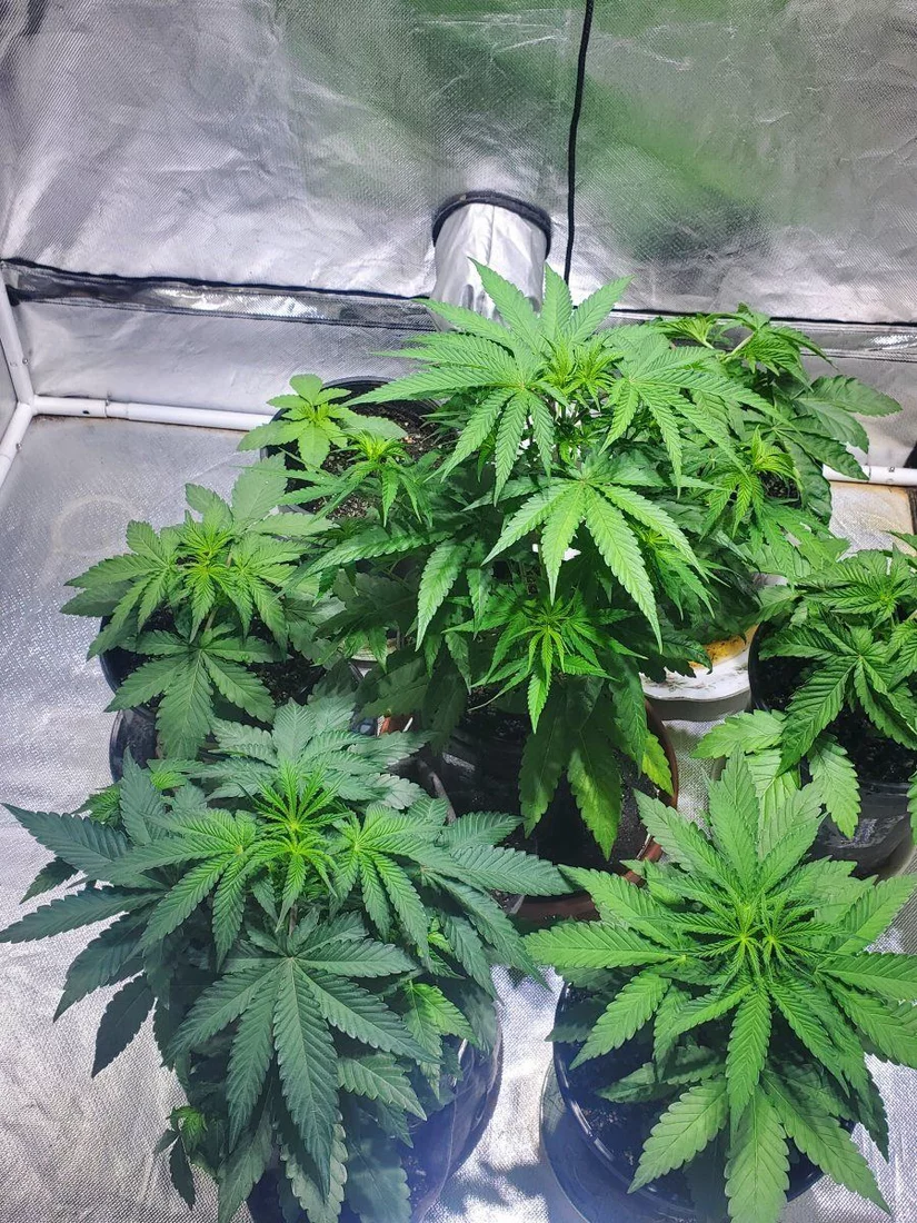 So heres my 2nd real grow looking good