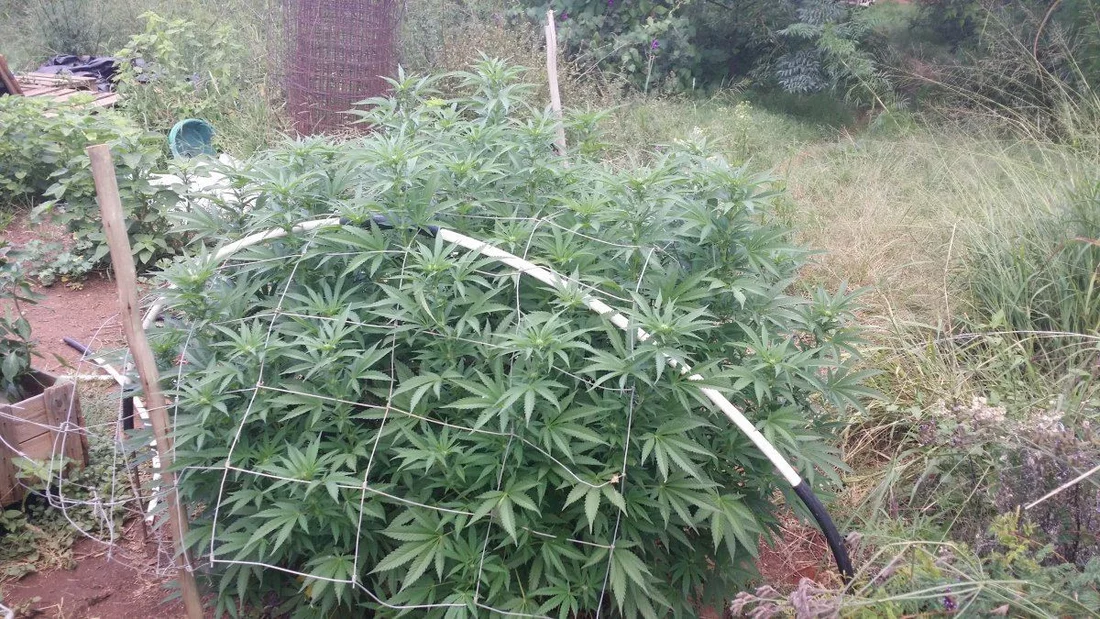 South africa outdoor grow 2