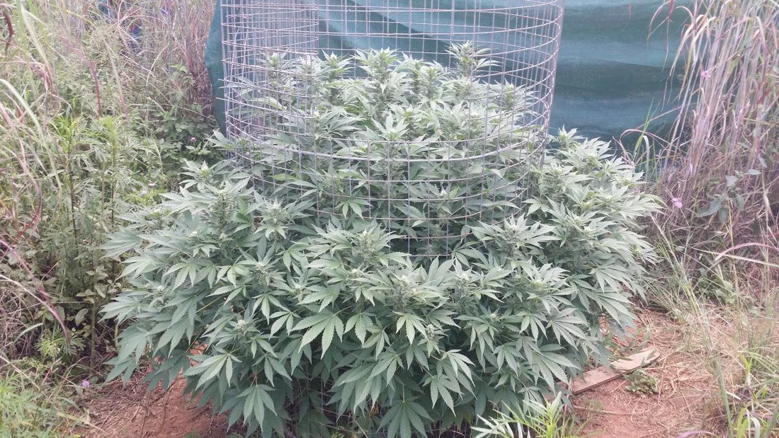 South africa outdoor grow 4