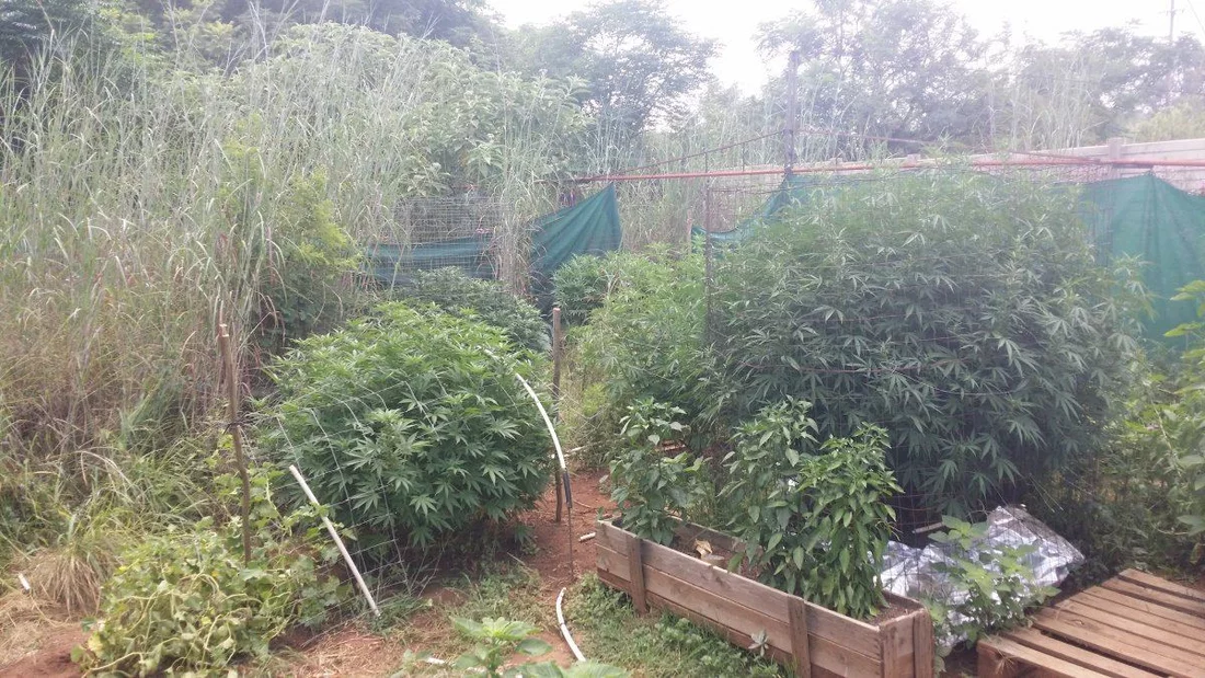 South africa outdoor grow 6