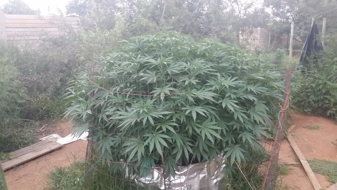 South africa outdoor grow 8