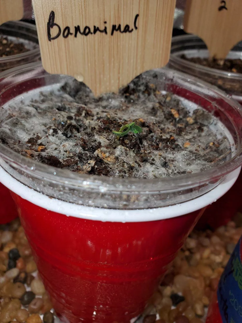 Stalled seedlings what am i doing wrong 2