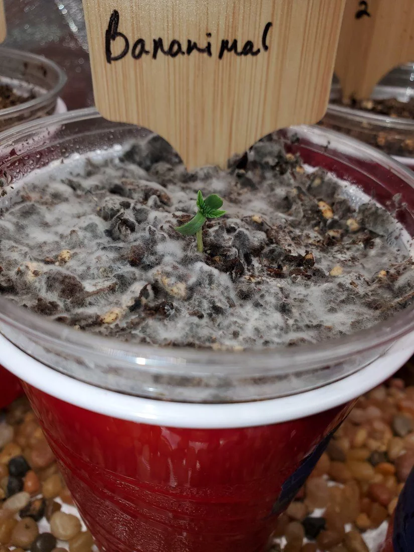 Stalled seedlings what am i doing wrong 6
