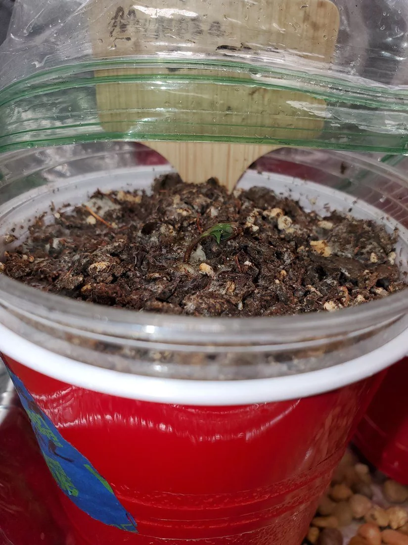 Stalled seedlings what am i doing wrong
