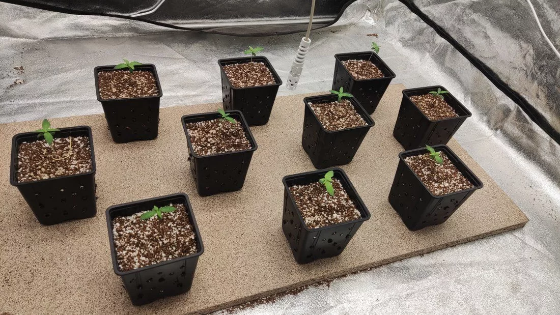 Stunt growth in seedlings  in search of a solution 7