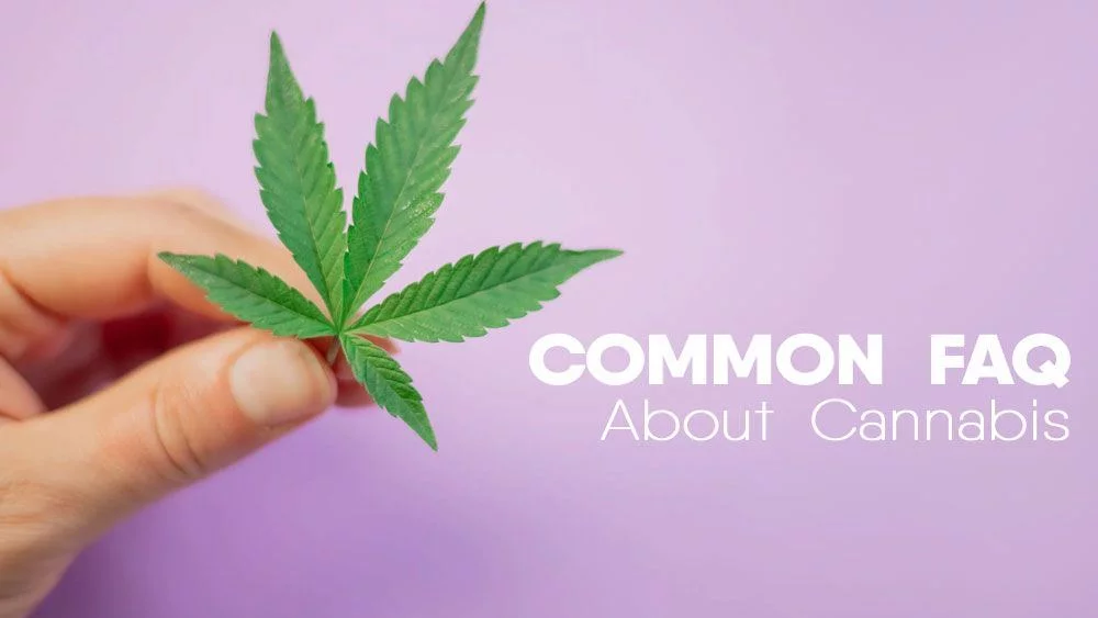 Common FAQ about Cannabis - Marijuana explained