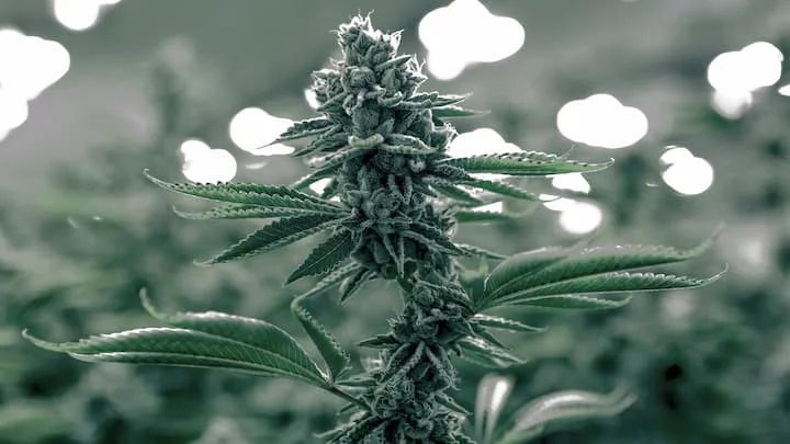The Ultimate Beginners Guide to Phytocannabinoids