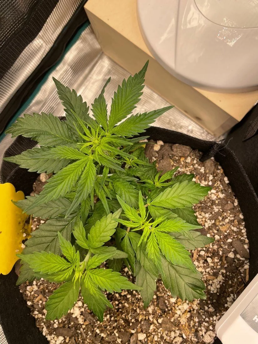 Trouble with my candy kush autos