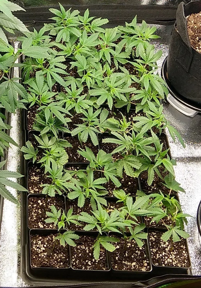 Two strains one tent   whiskey zulu autos and blueberry muffin clones