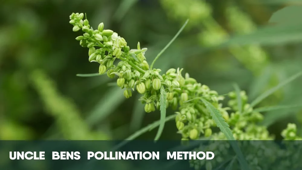 Uncle Bens cannabis pollination method