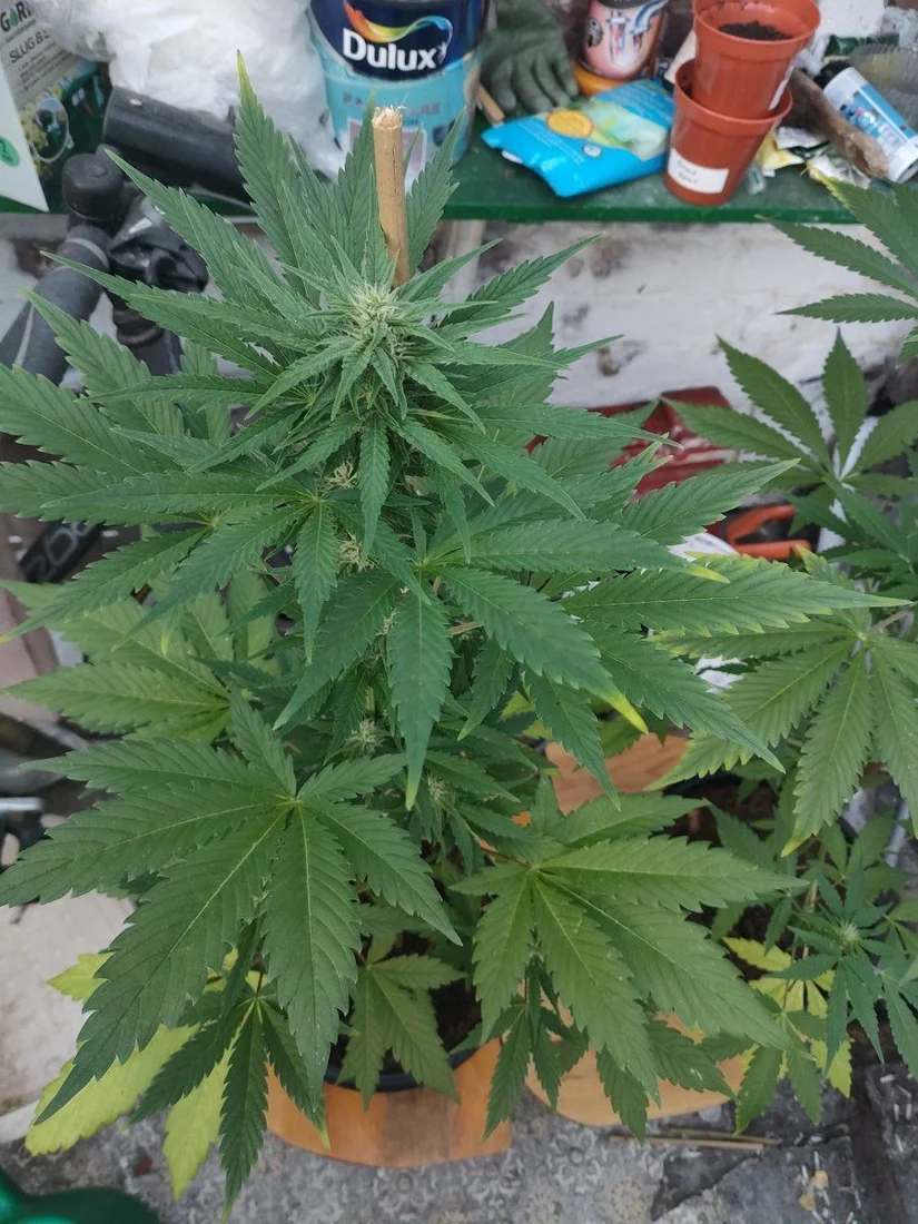 Update on previous post yellow leaves 2