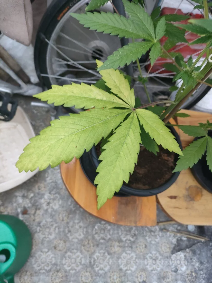 Update on previous post yellow leaves 3