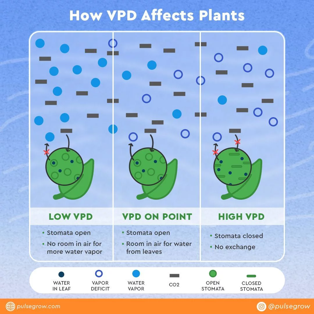 VPD Infographic