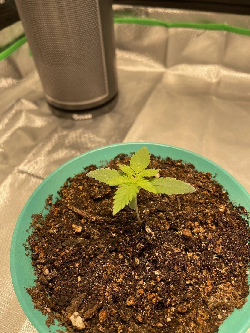 Week 3 from seedling has it already started its veg cycle need opinions please