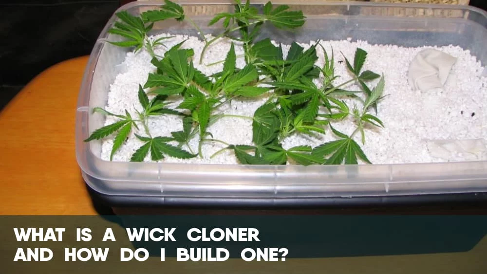 What is a cannabis wick cloner and how do I build one