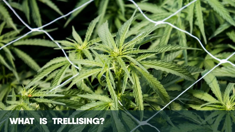 What is weed trellising
