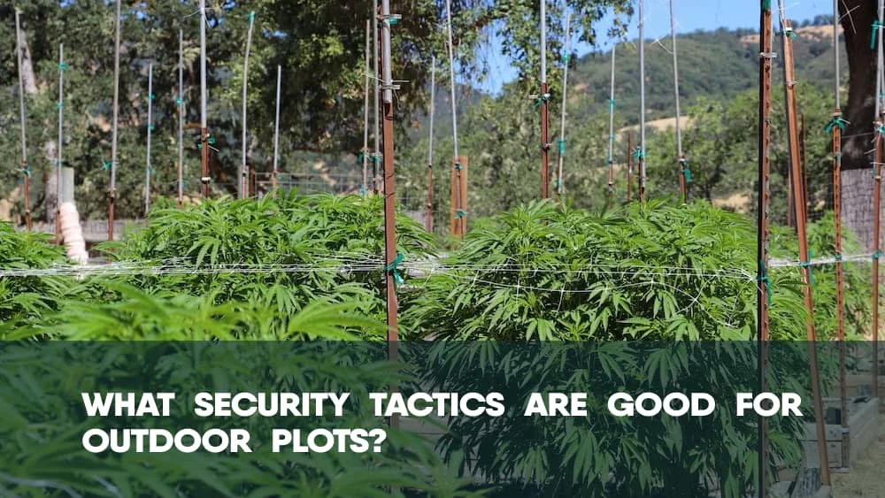 What security tactics are good for outdoor weed plots