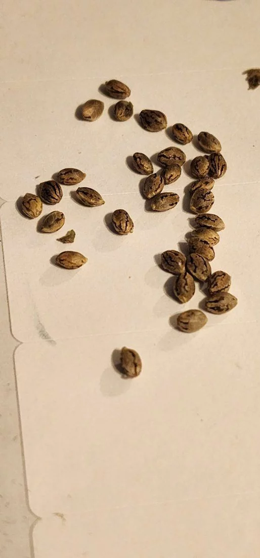 What to do with these seeds