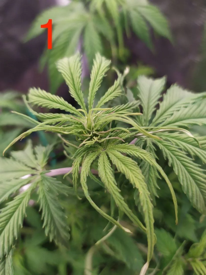 Whats wrong with my autos could it be ph lockout 2