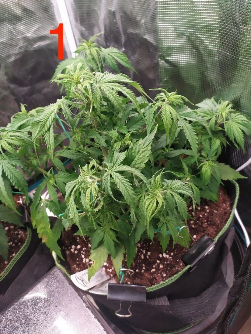 Whats wrong with my autos could it be ph lockout 3