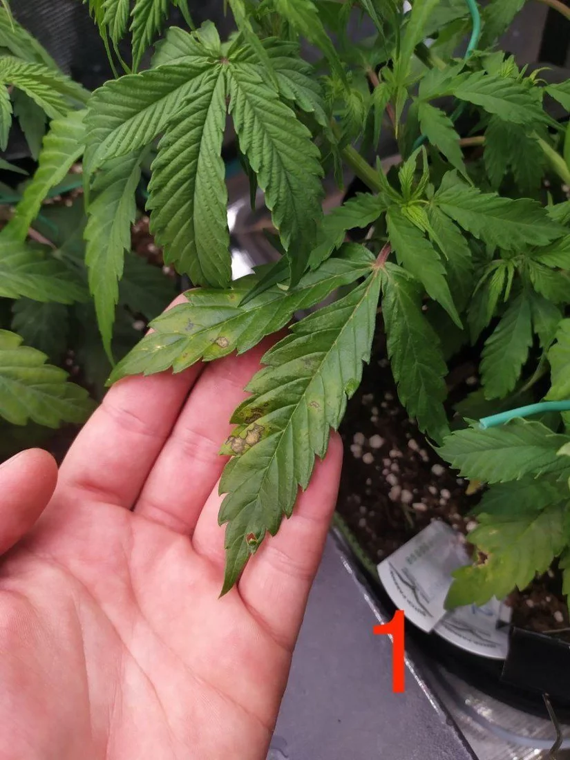 Whats wrong with my autos could it be ph lockout 4