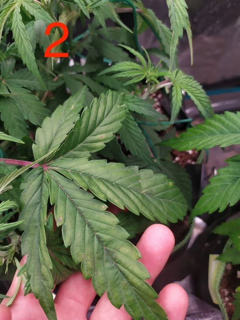 Whats wrong with my autos could it be ph lockout 7