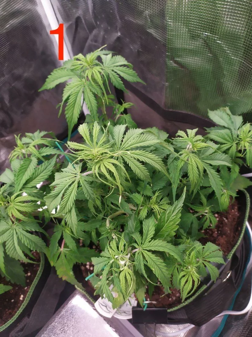 Whats wrong with my autos could it be ph lockout
