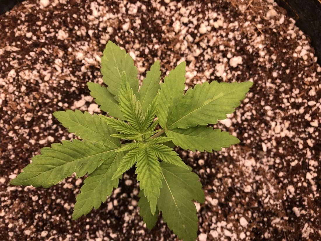 Whats wrong with my first grow 2