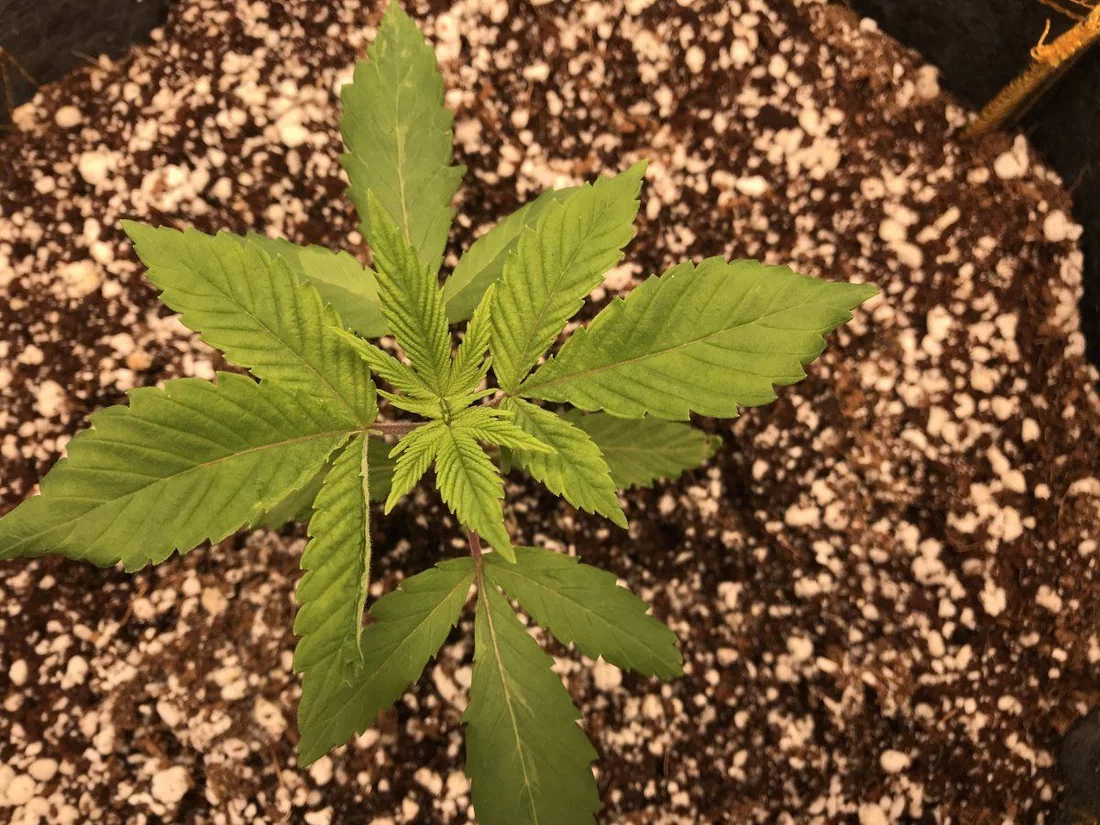 Whats wrong with my first grow 3
