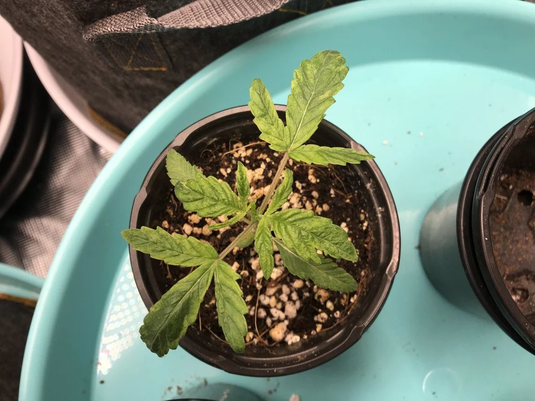 Whats wrong with my first grow 5