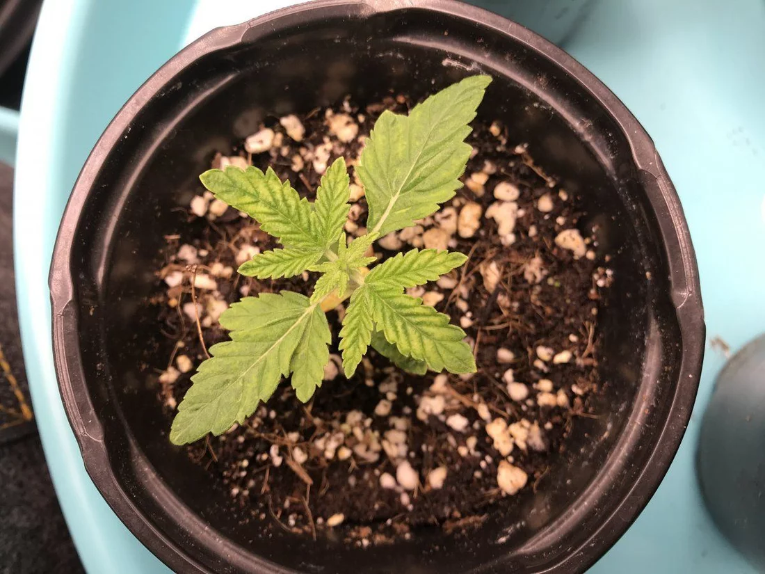 Whats wrong with my first grow 6