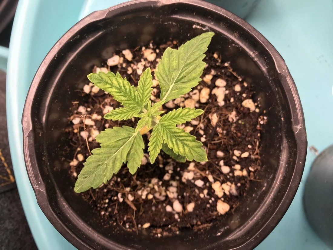 Whats wrong with my first grow 7