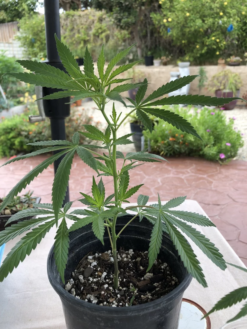 When to use bloom nutrients outdoors 10