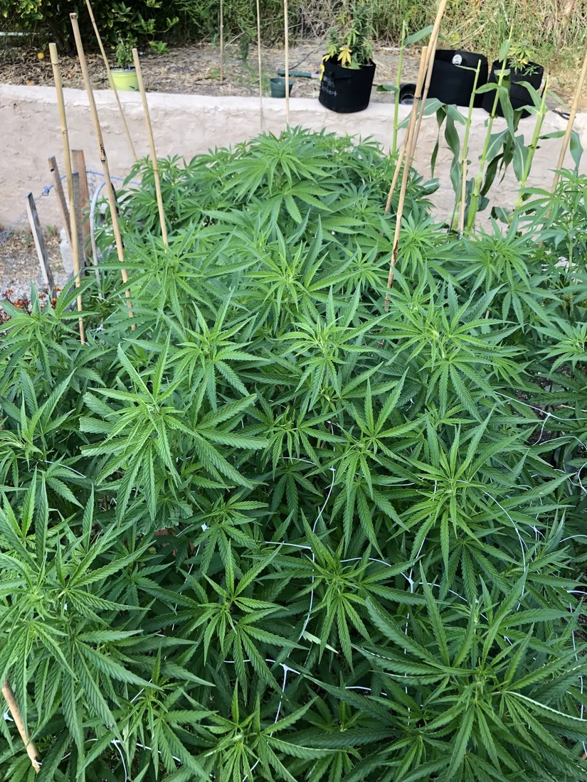 When to use bloom nutrients outdoors 6