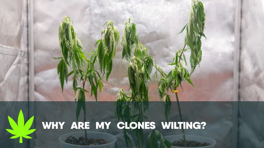 Why are my clones wilting