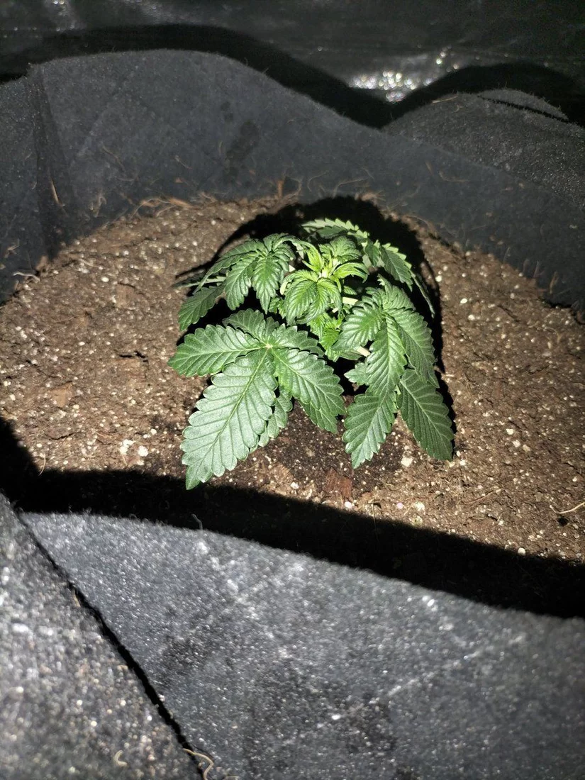 Why my plants are always small 4